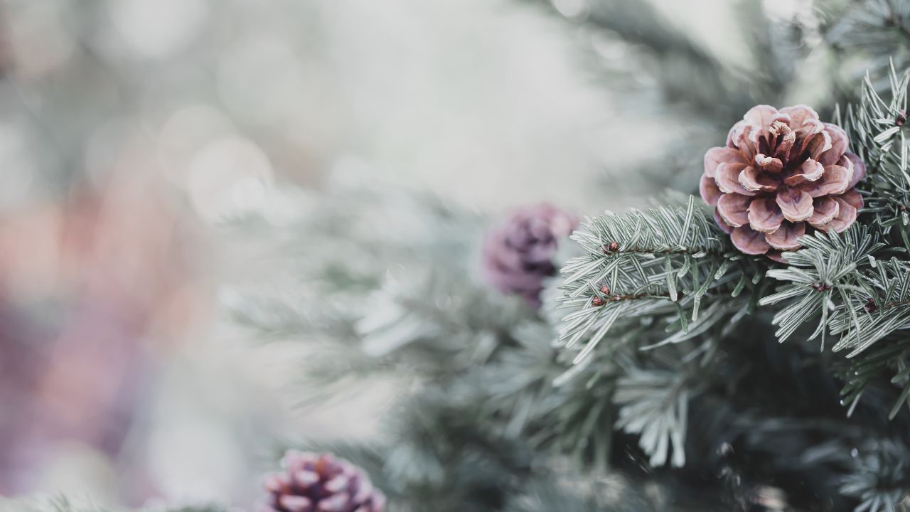 5 Tips for More Joy This Holiday