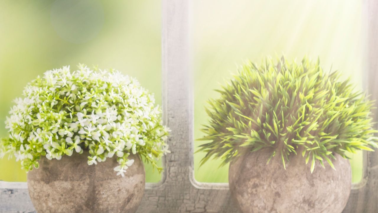 plants in window sill